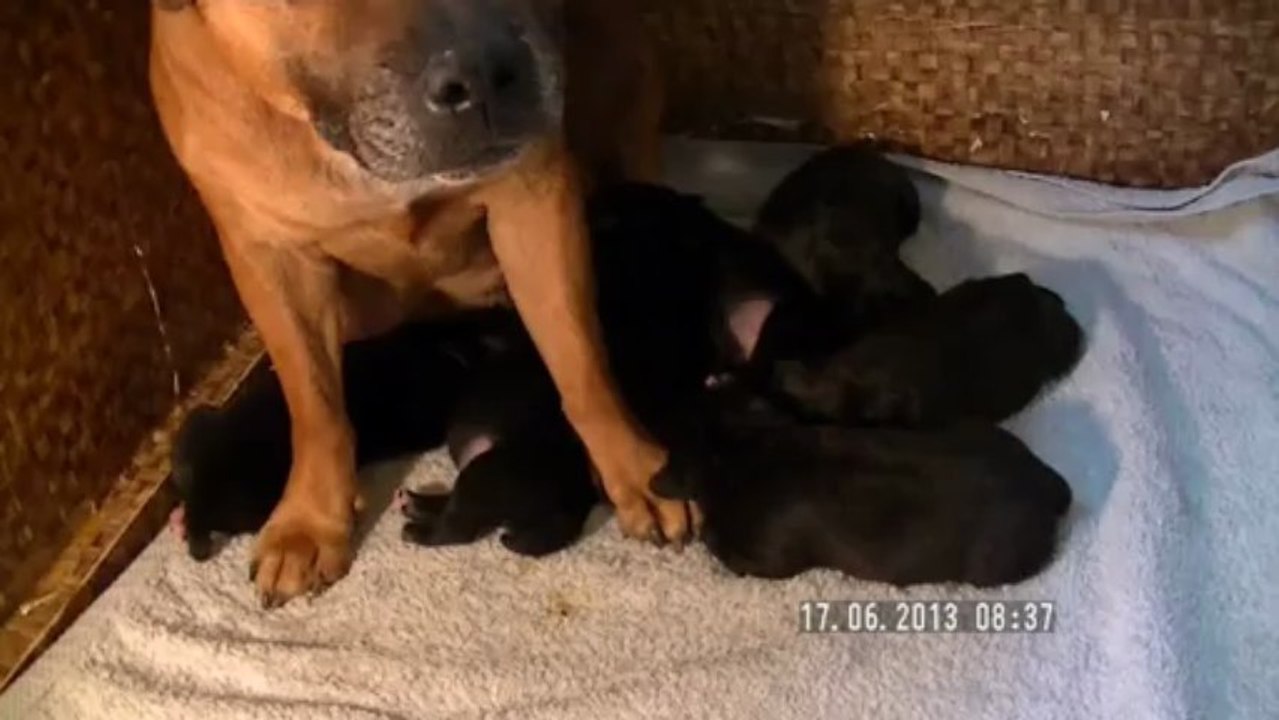 3.La 12ème portée de Staffordland Elevage exclusif de staffordshire bull terrier ( staffie) vidéo du 17.06.2013