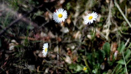 Flowers 8 - Free HD stock footage
