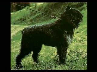 Дрессировка собак (2003)