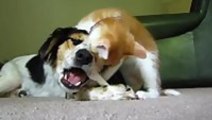 Cat Annoys Dog Eating Bone