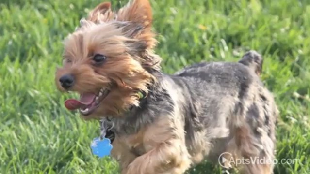 Addison Park Apartments in Tampa, FL - ForRent.com