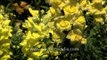 Yellow Snapdragon flowers at Mughal Gardens, Rashtrapati Bhavan