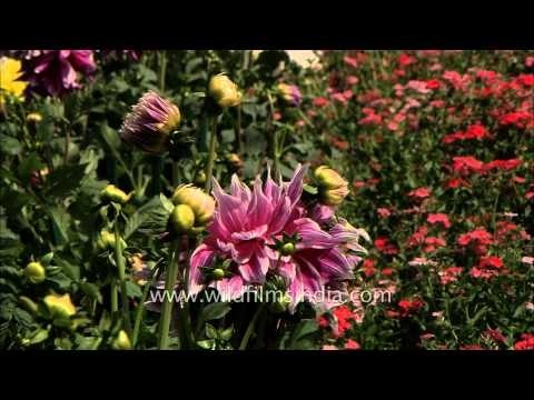 Flowers bloom at the Mughal Gardens at Rashtrapati