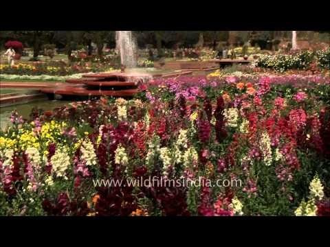 The Mughal Gardens at Rashtrapati Bhavan in full bloom