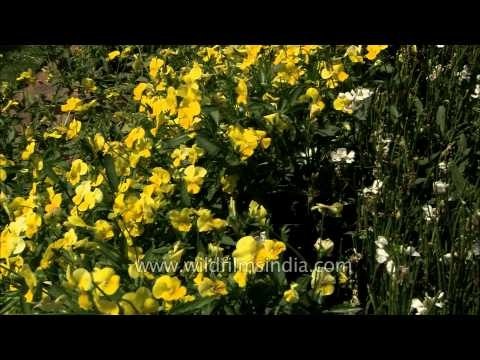 Viola and pansy flowers in full blossom at Mughal Gardens, President's House
