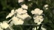 Flowers in full bloom at Rashtrapati Bhavan