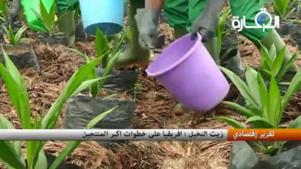 زيت النخيل : افريقيا على خطوات اكبر المنتجين