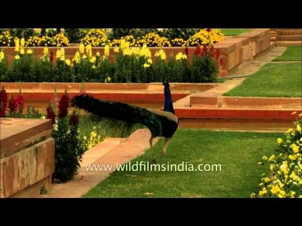 Peacock spotted in majestic Mughal Gardens,New Delhi
