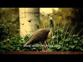 Male Peacock displays to impress his peahen: India's President's estate!