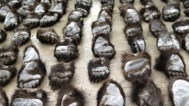 Two Men Arrested Smuggling Bear Paws Into China
