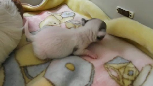 mes bébés chihuahua 2 semaines 1/2