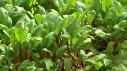 Albóndigas de lucio con remolacha | Euromaxx