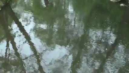 Ridley Creek State Park & Several Species of Small Furry Animals ... in Cave Grooving with a Pict