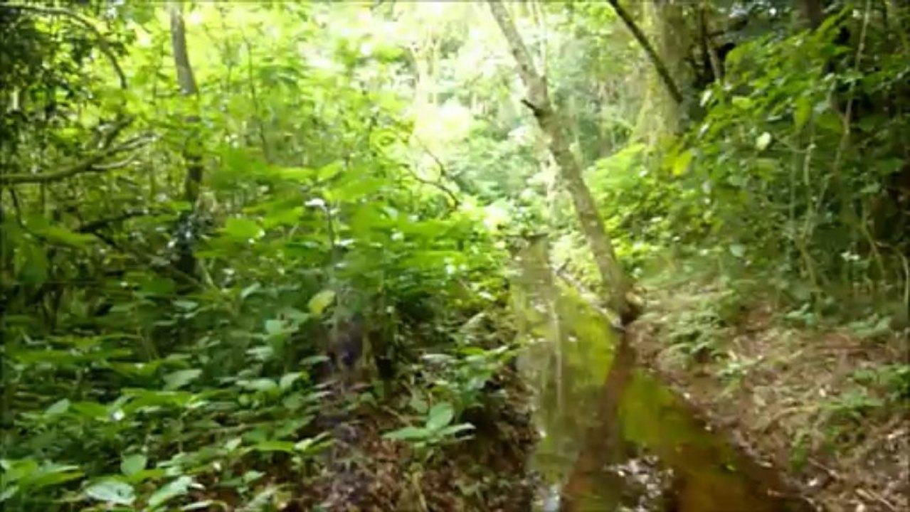 decembre 2012 sons montagne ambre.wmv