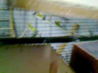 Muhabbet Kuşu salma üretimi2