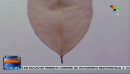 Artistas bolivianos muestran importancia cultural de la hoja de coca