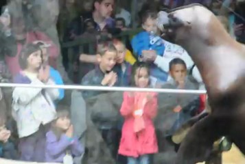 Gaston L'Otarie: The Sea Otter Expert