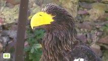 La Volerie des Aigles a 45 ans