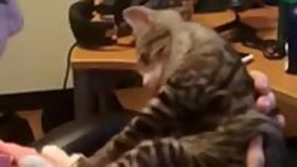 Kitten Hates Kisses