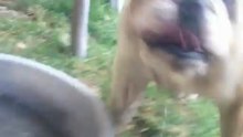 XXX English Bull Dog -playing and then attack me-