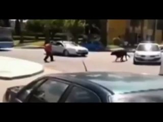 Amazing Man TACKLES BULL after it escapes in Spain. red T-shirt