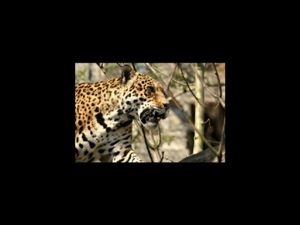 je ne vais pas te laisser souffrir