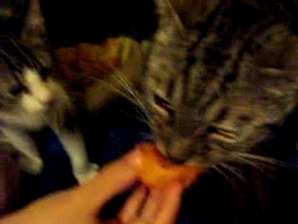 Mon chat Morris qui mange un abricot !