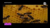 Nutrition: les bienfaits de la ruche