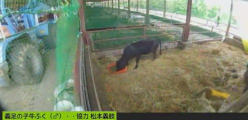 20130616　くろゆー、深日さん　福ちゃん元気モリモリ