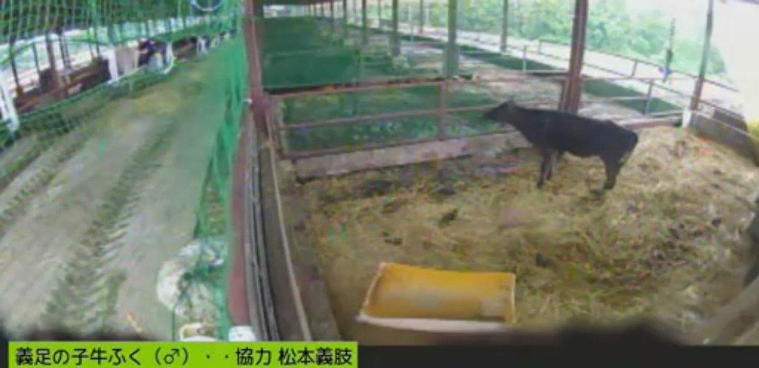 20130617  ガガちゃん　男性ボラさん