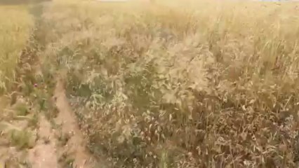 Yenifakılı-Kumocağında bir yaz günü