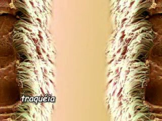 sistema respiratório