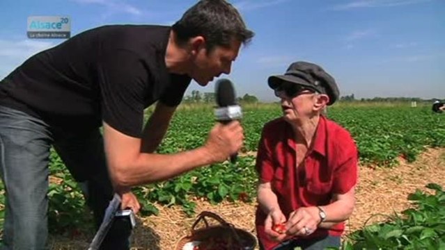 Fraises d'Alsace: cueillette libre au Pourtalès