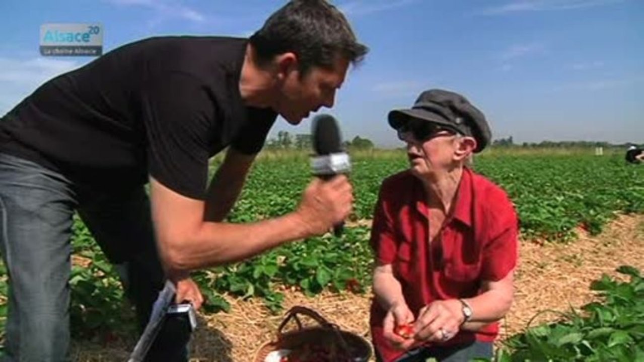 Fraises d'Alsace: cueillette libre au Pourtalès