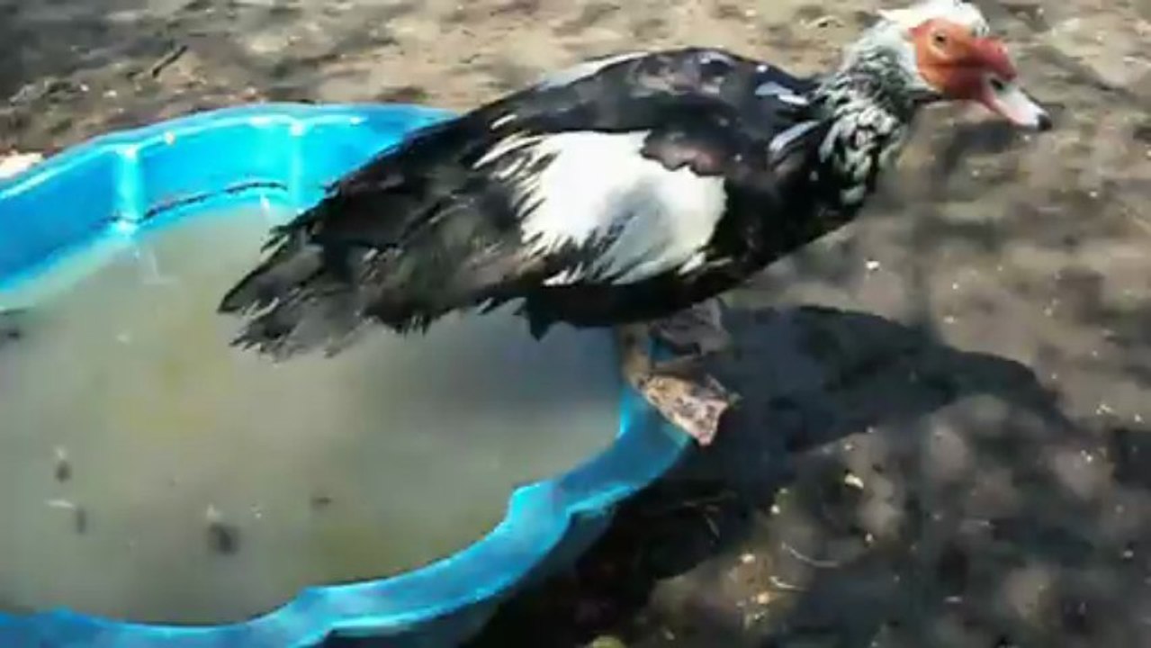 Mon canard Piou-piou