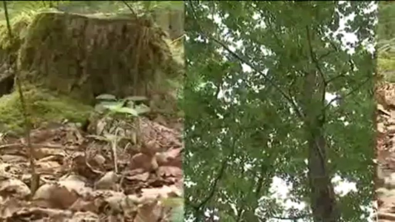 PAYSAGES FORET DORLEANS