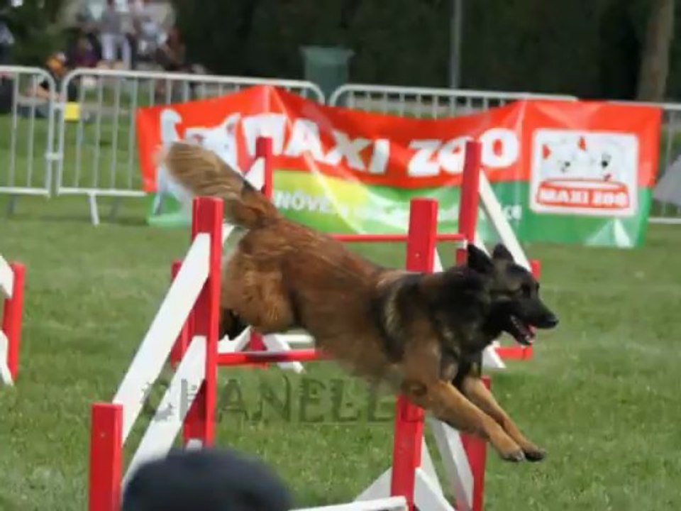 sélectif trophée équipe Bargeos's Chicken Team
