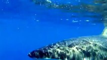 Great white shark gnaws on tiny fishing boat