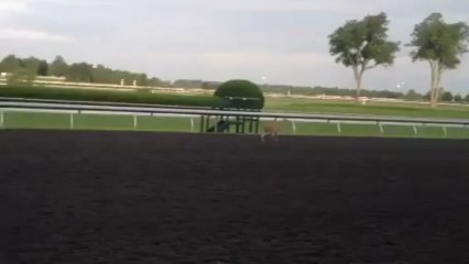 Deer joins the field at Keeneland Race Course