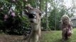 Fawn gets up close and personal with little girl