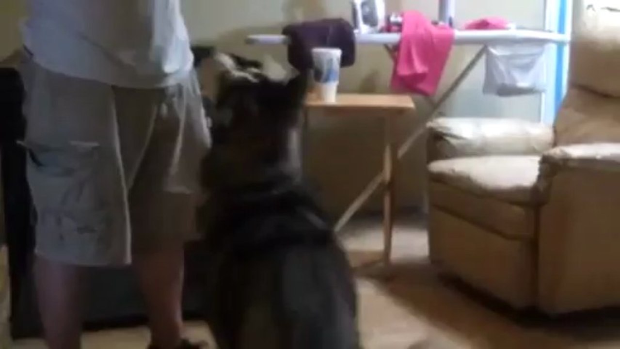 Dog plays action star in make-believe gun death