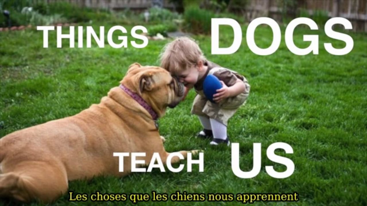 Ce que les chiens nous apprennent