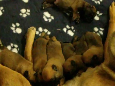tétée des chiots malinois à 1 semaine