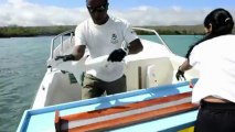 Tiburones con chips en Galápagos