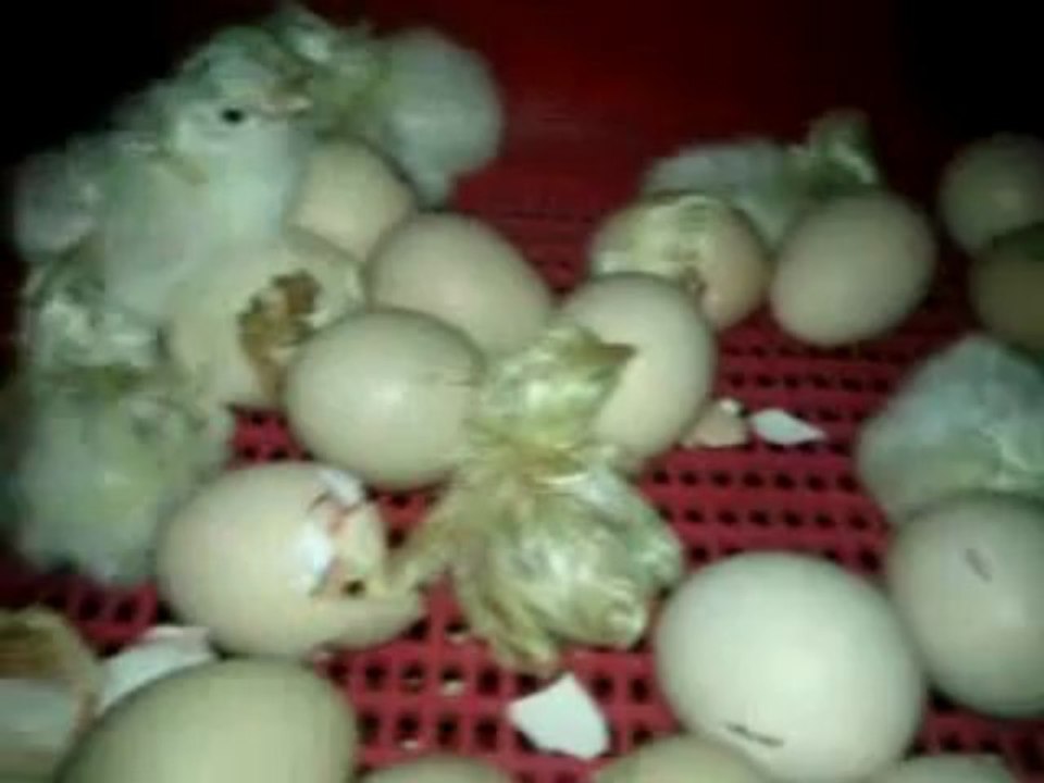 4heures aprés le premier poussin