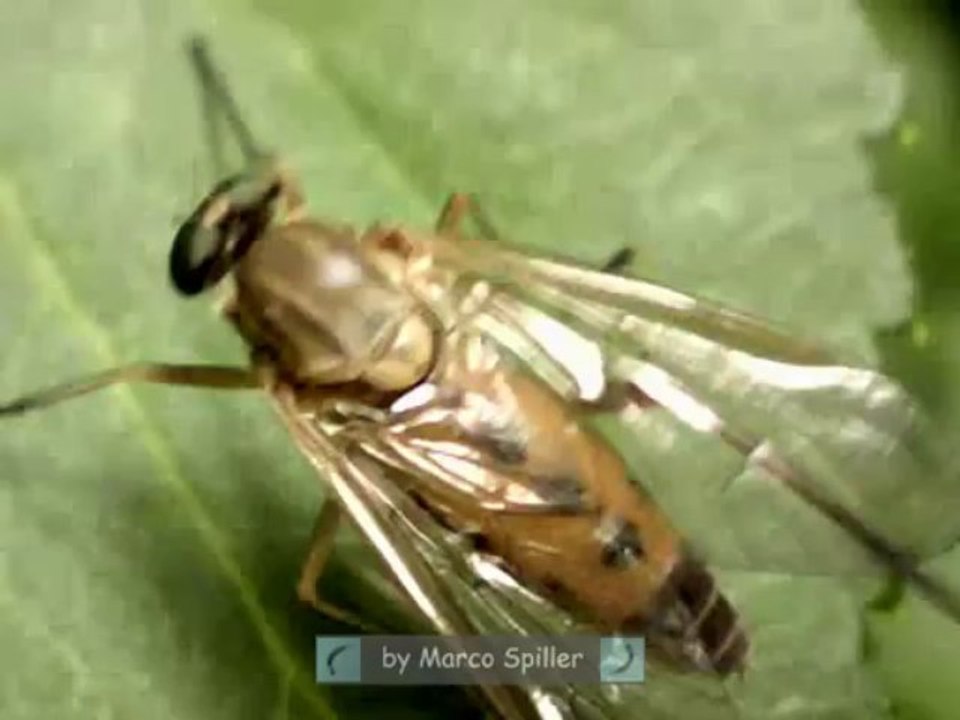 Rhagio tringarius - Snipe Fly