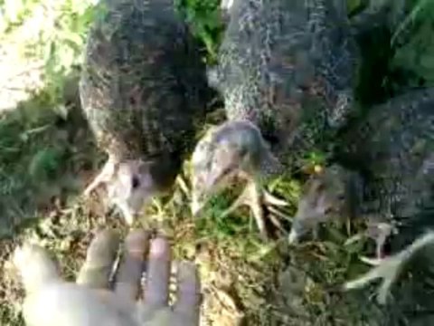 des poules de réforme ayant vécues en cage aprés deux mois à l'air