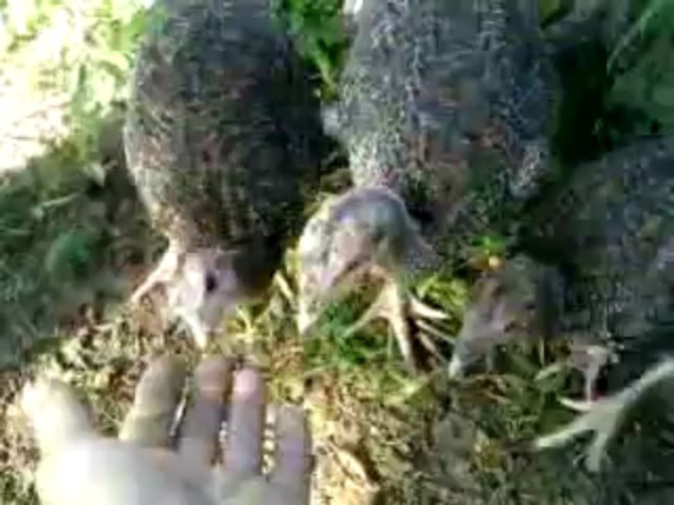 des poules de réforme ayant vécues en cage aprés deux mois à l'air