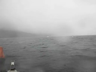 Baleine de Tadoussac