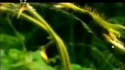 La Tierra Sin Humanos - 02 - _Estallido_(360p_H.264-AAC)